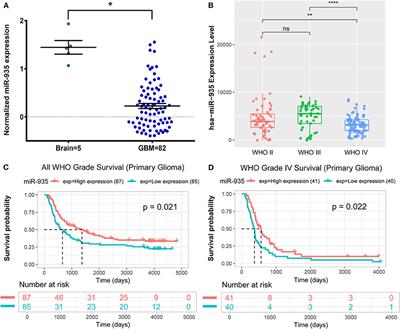 MicroRNA-935 Directly Targets FZD6 to Inhibit the Proliferation of Human Glioblastoma and Correlate to Glioma Malignancy and Prognosis